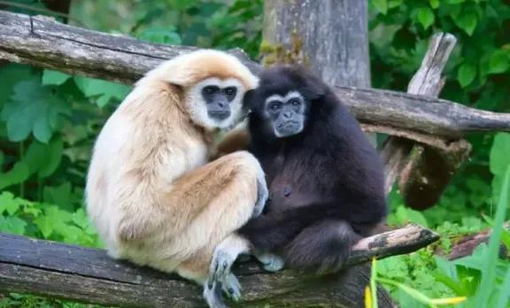 Gibbons At Hollongapar In Limbo As Vedanta's Oil Project Gets Nod